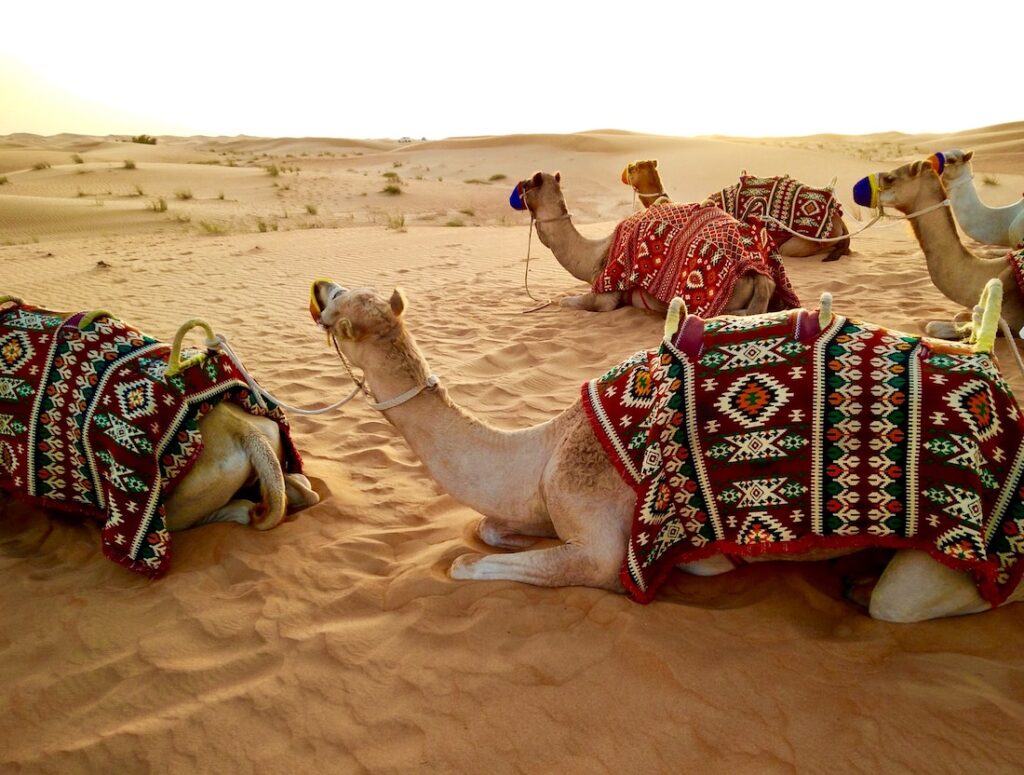 Offbeat Escapades - Dubai Desert Safaris 2