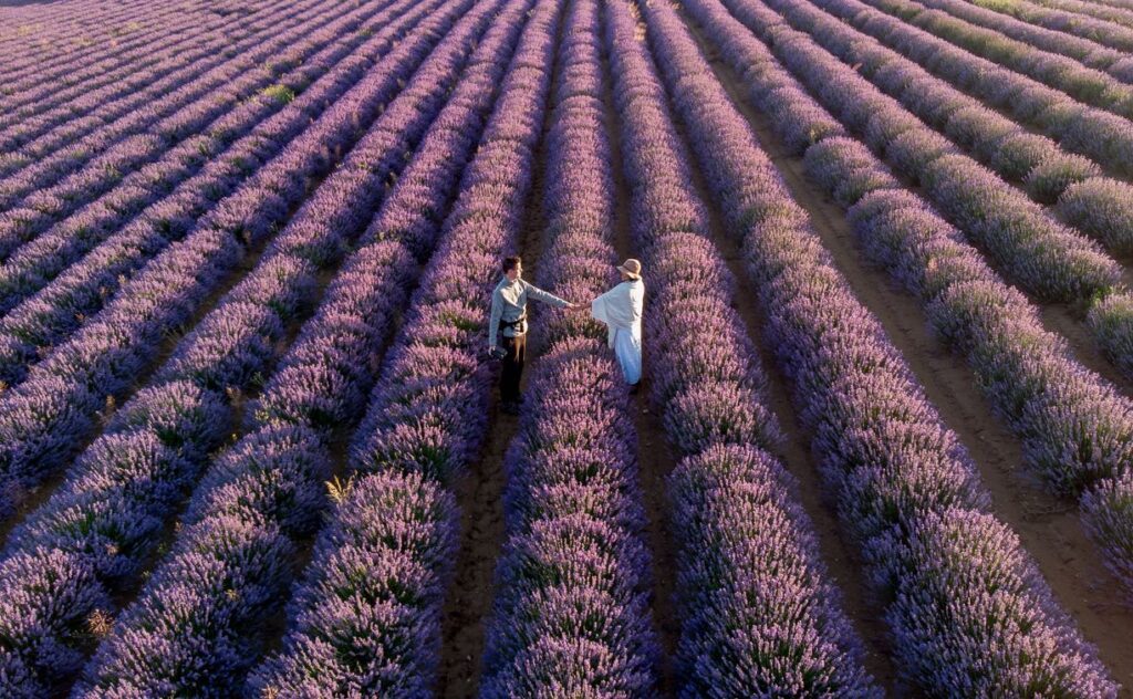 Offbeat escapades-lavender fields in provence-lavender fields in france