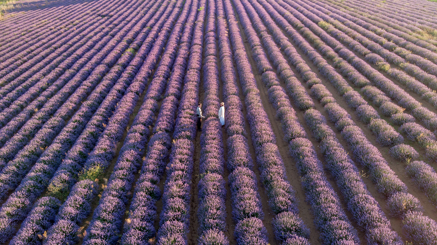 Offbeat escapades-lavender fields in provence-lavender fields in france-0524